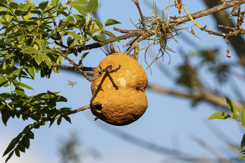 Hornet nest in a tree branch